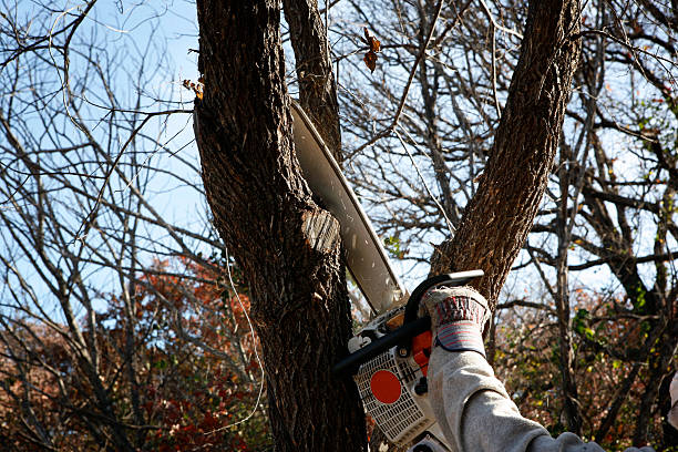 Reliable Latimer, MS Tree Care Solutions