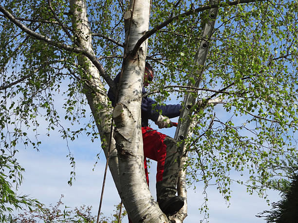  Latimer, MS Tree Care Pros